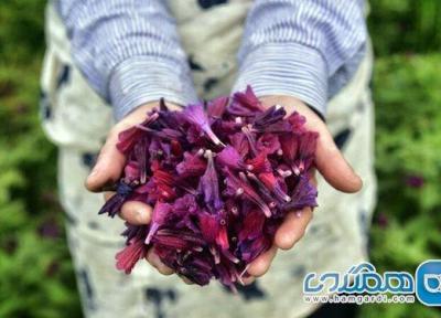 لرستان در بحث گیاهان دارویی می تواند به عنوان یک قطب مطرح باشد