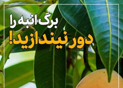 ببینید ، برگ انبه را دور نیندازید!