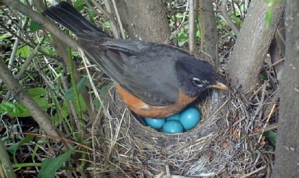 10 پرنده ای که تخم آبی می گذارند!